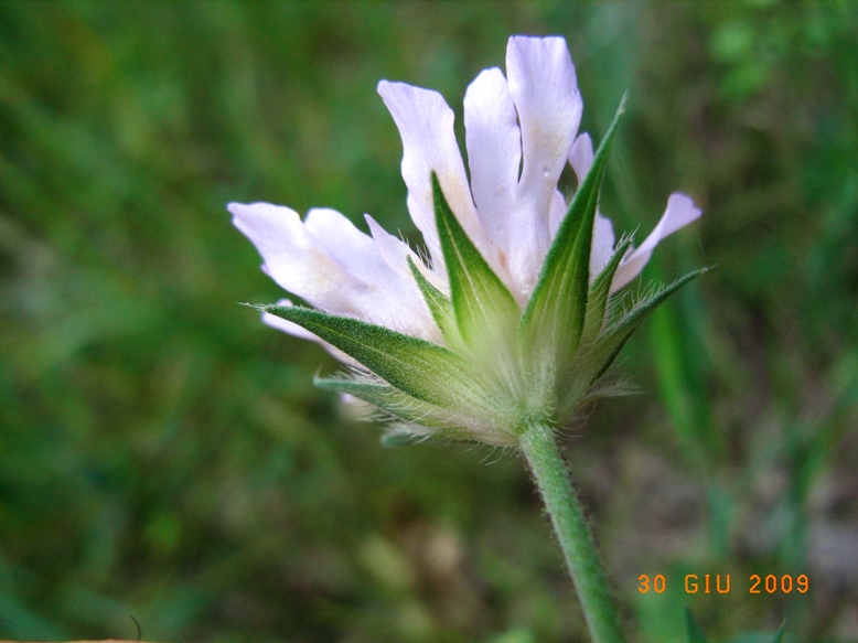 Scabiosa?